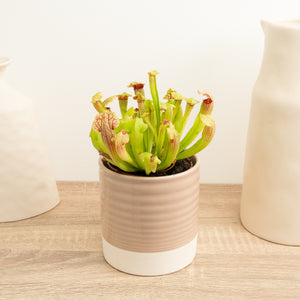 Trumpet Pitcher Plant | Fly Catcher | Fiona - Indoor Plant