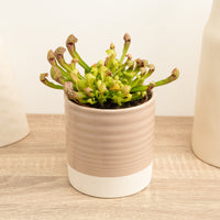 Trumpet Pitcher Plant | Fly Catcher | Scarlet Belle