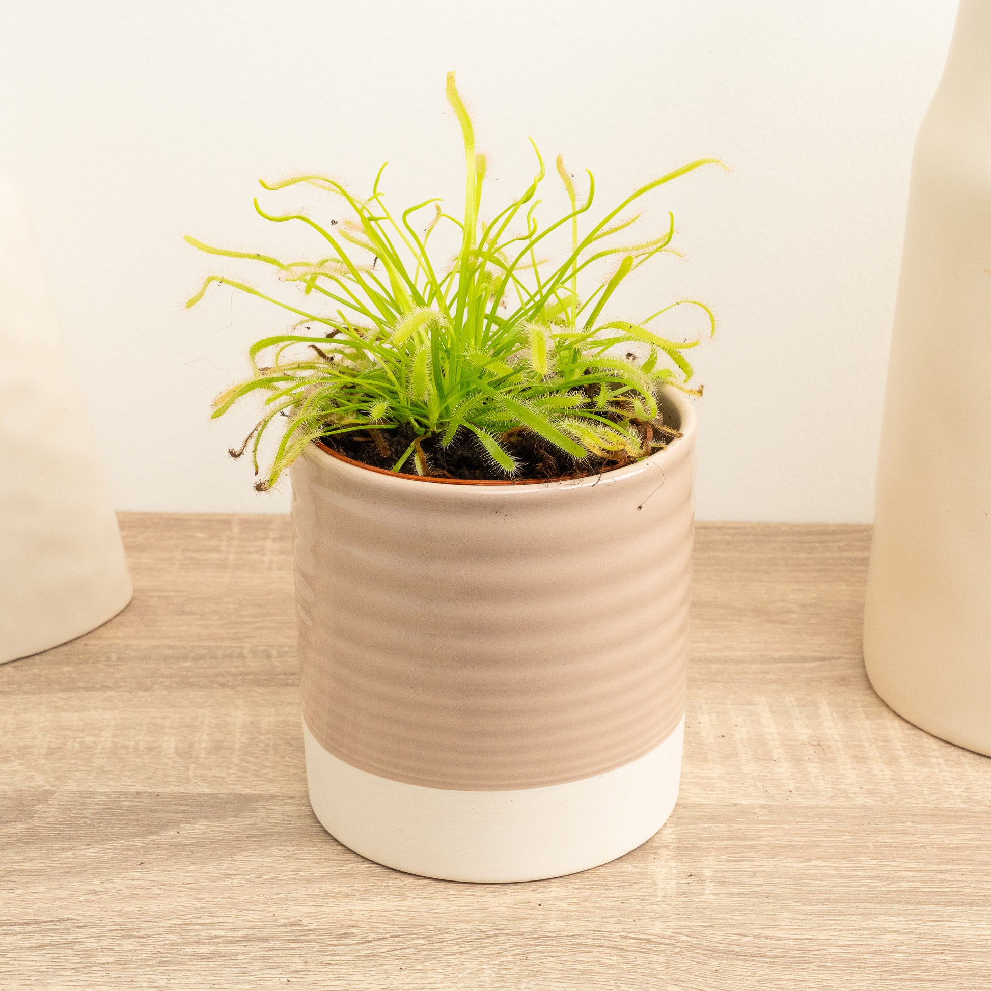 Alice Sundew | Capensis Alba
