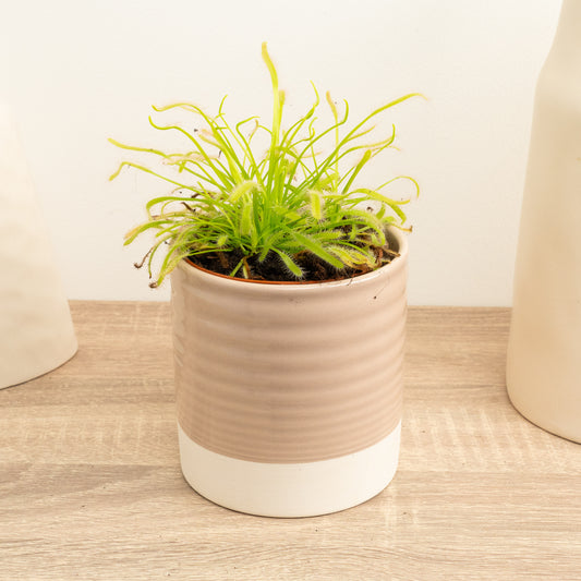 Alice Sundew | Capensis Alba | Cyber Monday