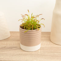 Alice Sundew | Capensis