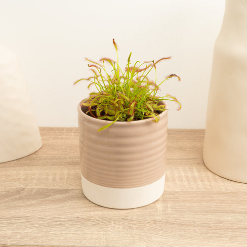 Alice Sundew | Capensis