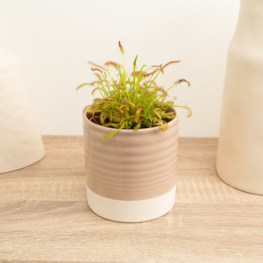 Alice Sundew | Capensis | Potted Houseplants