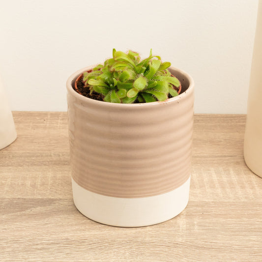 Alice Sundew | Aliciae | Small Plants & Tot Pots