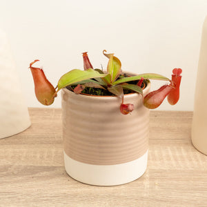 Monkey Jars | Bloody Mary - Indoor Plant