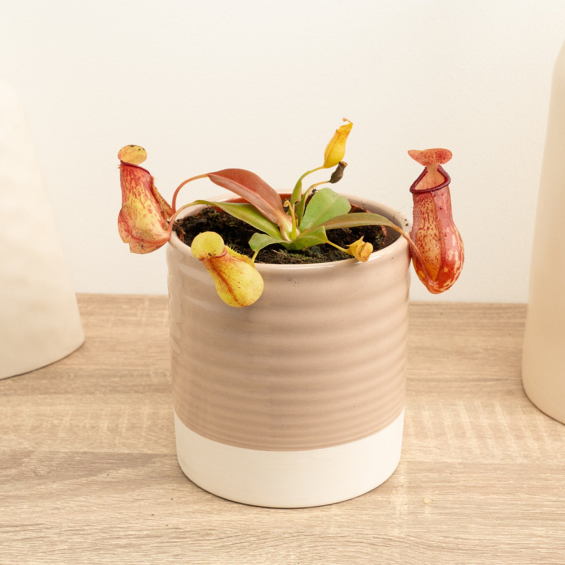 monkey pot plant Monkey Jars | Alata