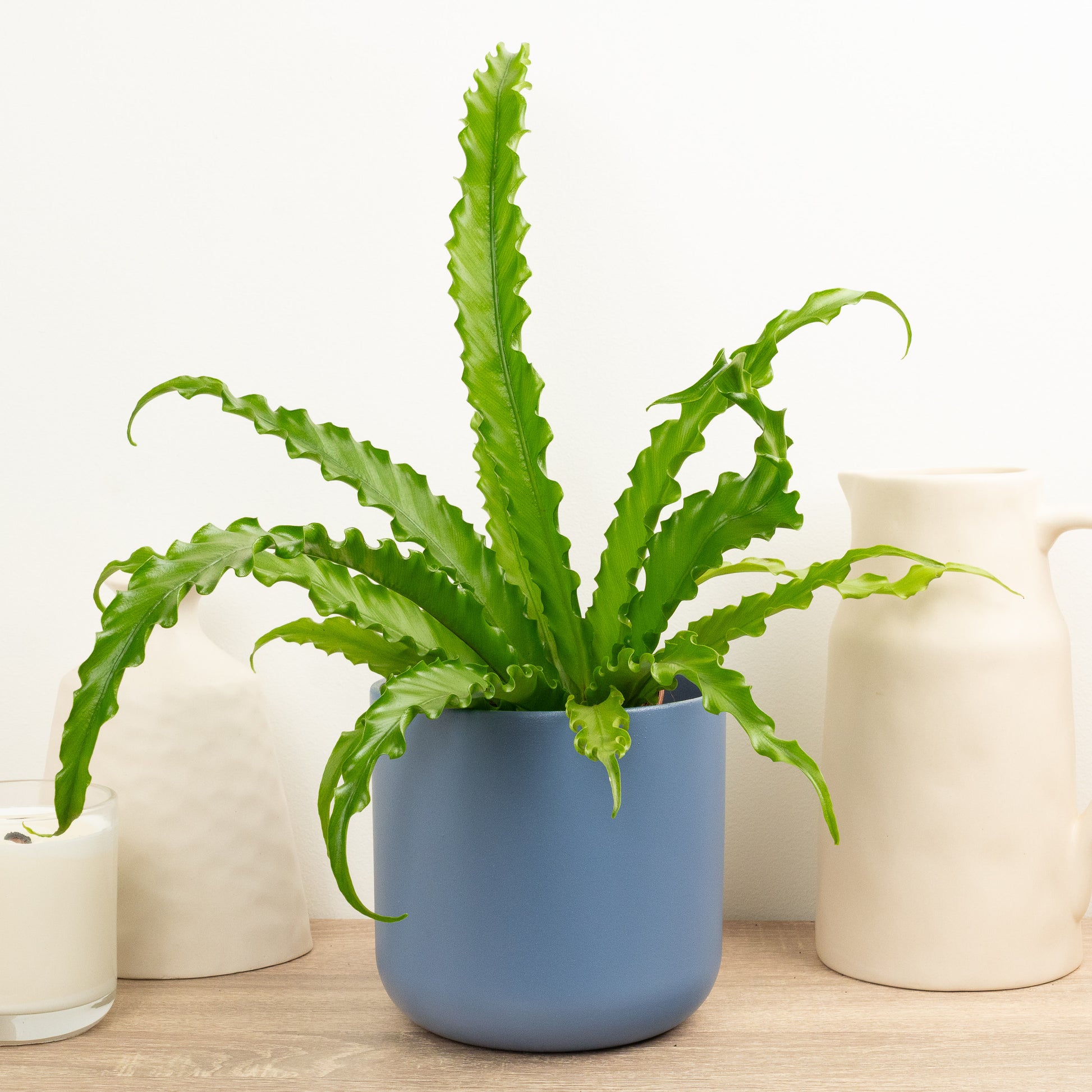 osaka bird's nest fern Birds Nest Fern | Osaka