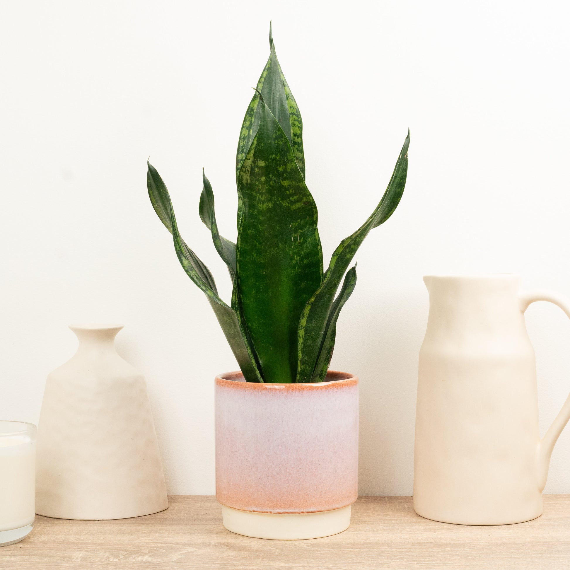 sansevieria grey stripe Snake Plant