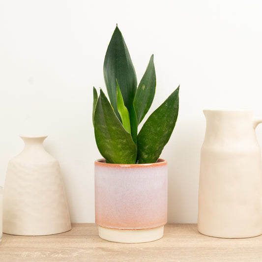Snake Plant | Black Diamond | Mother's Day