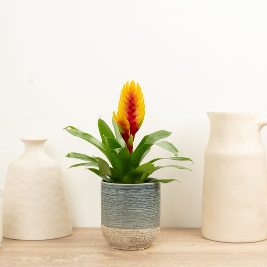 Vriesea Flaming Sword | Delphinus | Mother's Day