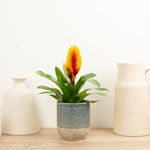 Vriesea Flaming Sword | Delphinus - Indoor Plant