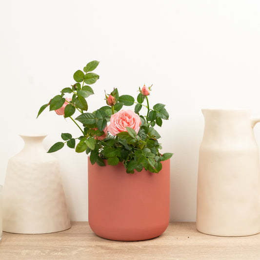 Flowering Rose | Salmon | Potted Houseplants