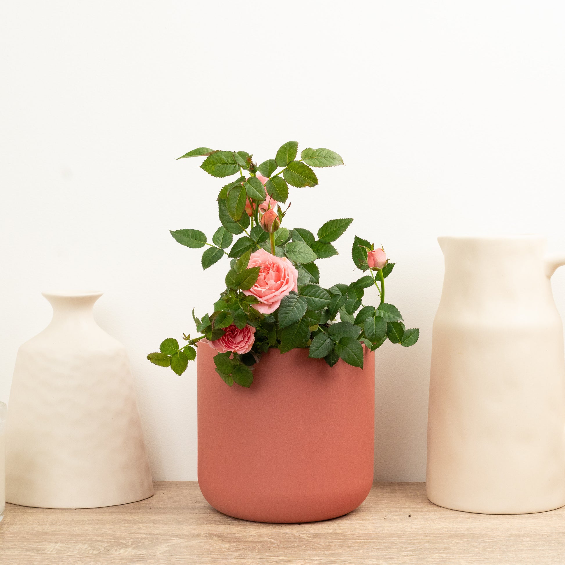 Flowering Rose | Salmon