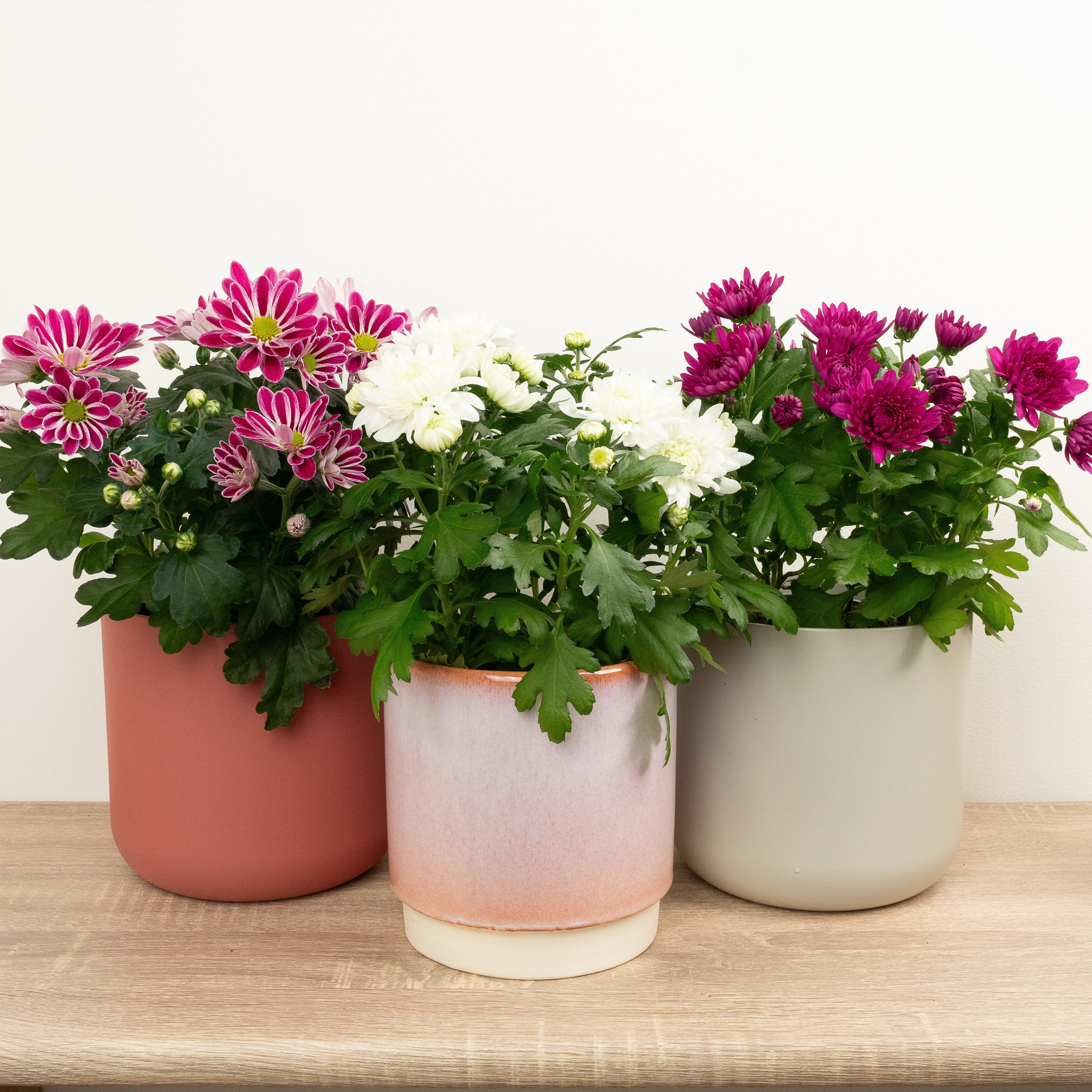 is chrysanthemum indoor plant Flowering Mums