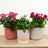 Mystery Plant Boxes