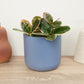 Wax Plant | Australis Blondie