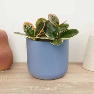 Wax Plant | Australis Blondie - Indoor Plant