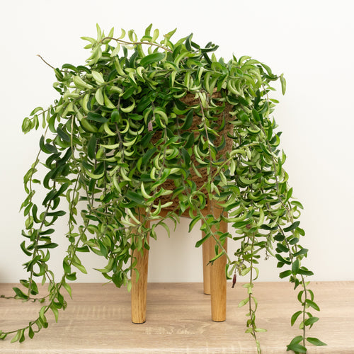 Lipstick Plant | Twister