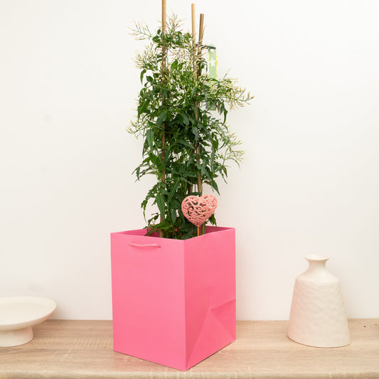 Jasmine | Gift | Potted Houseplants