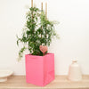 Jasmine | Gift