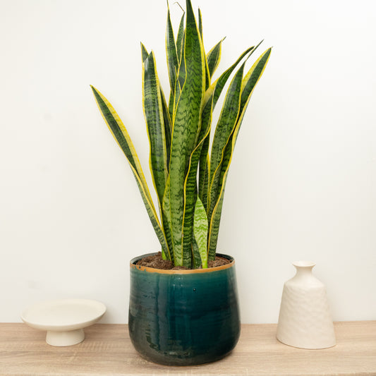 Snake Plant | Laurentii | Potted Houseplants