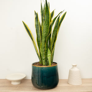 Snake Plant | Laurentii - Indoor Plant