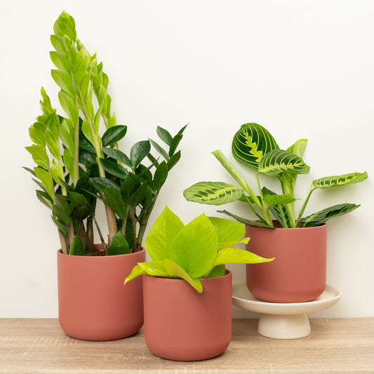 Leaf It To Me | Plant Bundle | Plant Gifts