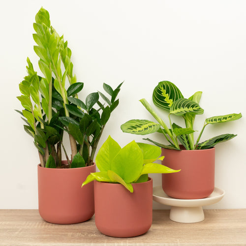 Leaf It To Me | Plant Bundle
