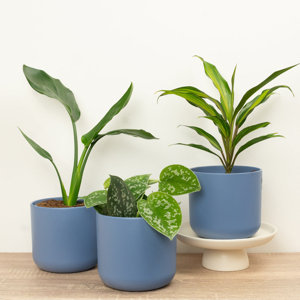 Indoor Tranquil Tropics | Plant Bundle | 3 X PLANTS | 3 X POTS | Indoor Plant Bundle