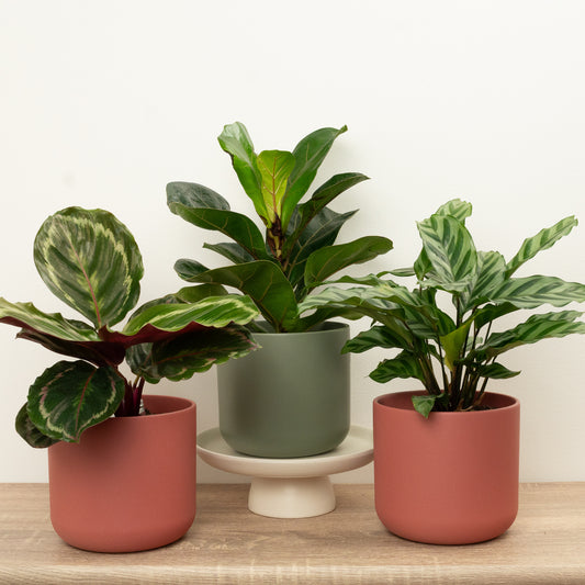 Leafy Luxe | Plant Bundle | 