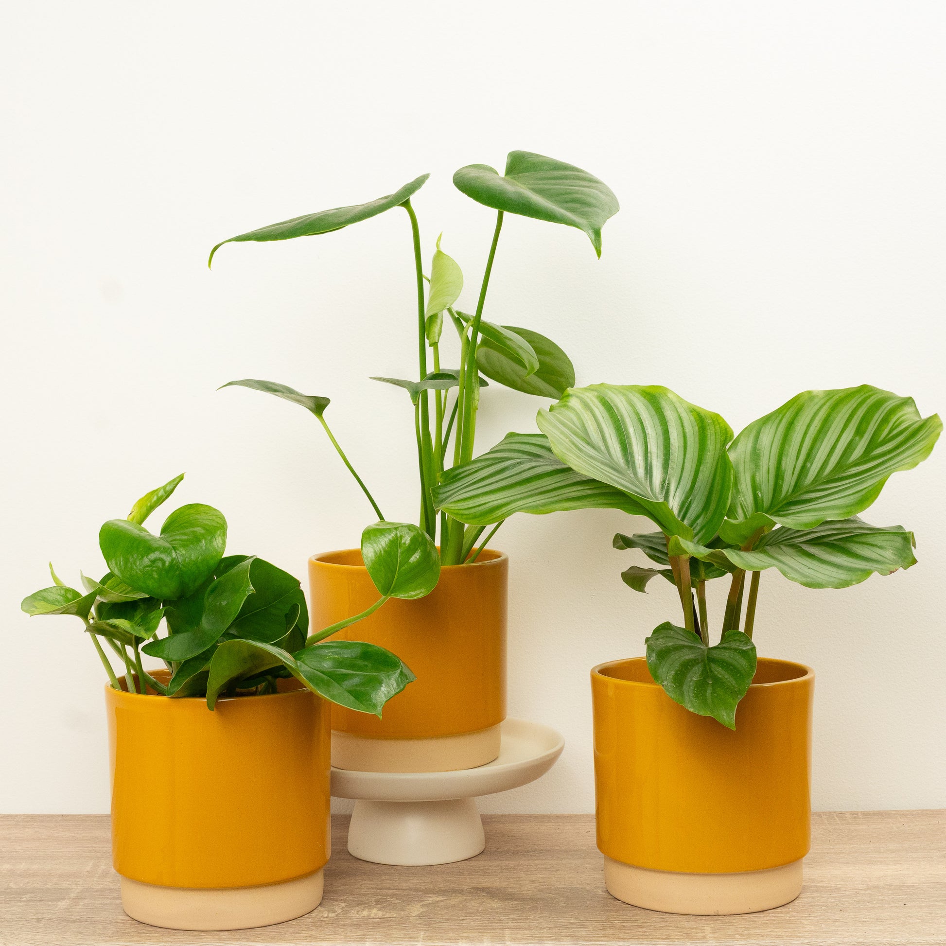 Air Avengers | Plant Bundle