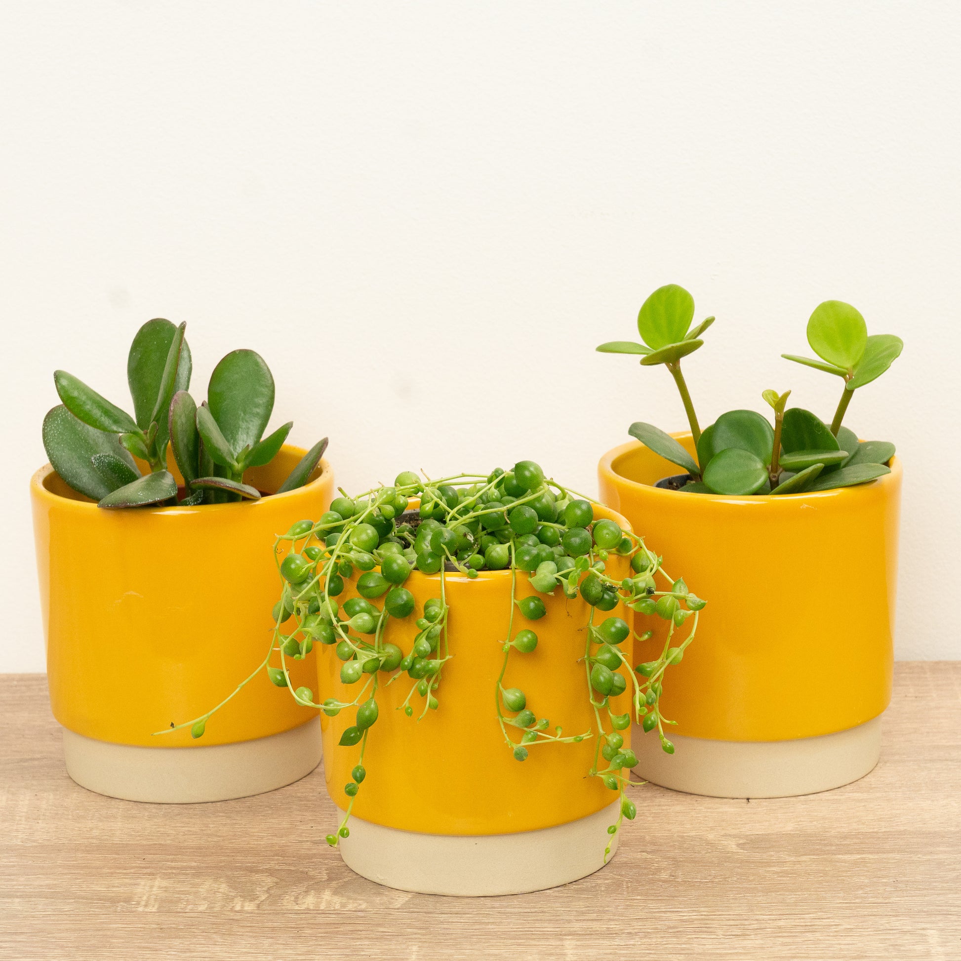 Succa For You | Plant Bundle