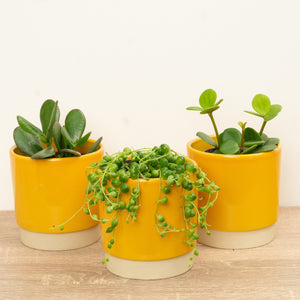 Succa For U | Plant Bundle - Indoor Plant