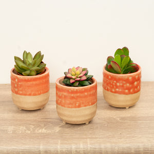 Sunrise To Sunset | Plant Bundle - Indoor Plant