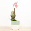 Phalaenopsis Orchid | Kolibri No 4