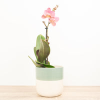 Phalaenopsis Orchid | Kolibri No 4