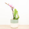 Phalaenopsis Orchid | Kolibri No 3