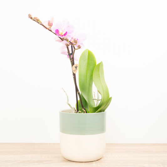 Phalaenopsis Orchid | Kolibri No 3 | 
