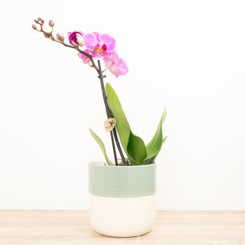 Phalaenopsis Orchid | Kolibri No 5