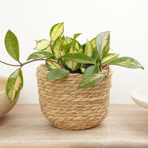 Wax Plant | Tricolour - Indoor Plant