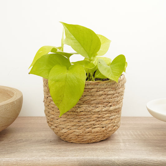 Pothos | Neon | Perfect Plants for Under £50