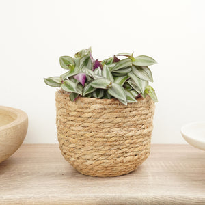 Wandering Dude | Zebrina - Indoor Plant