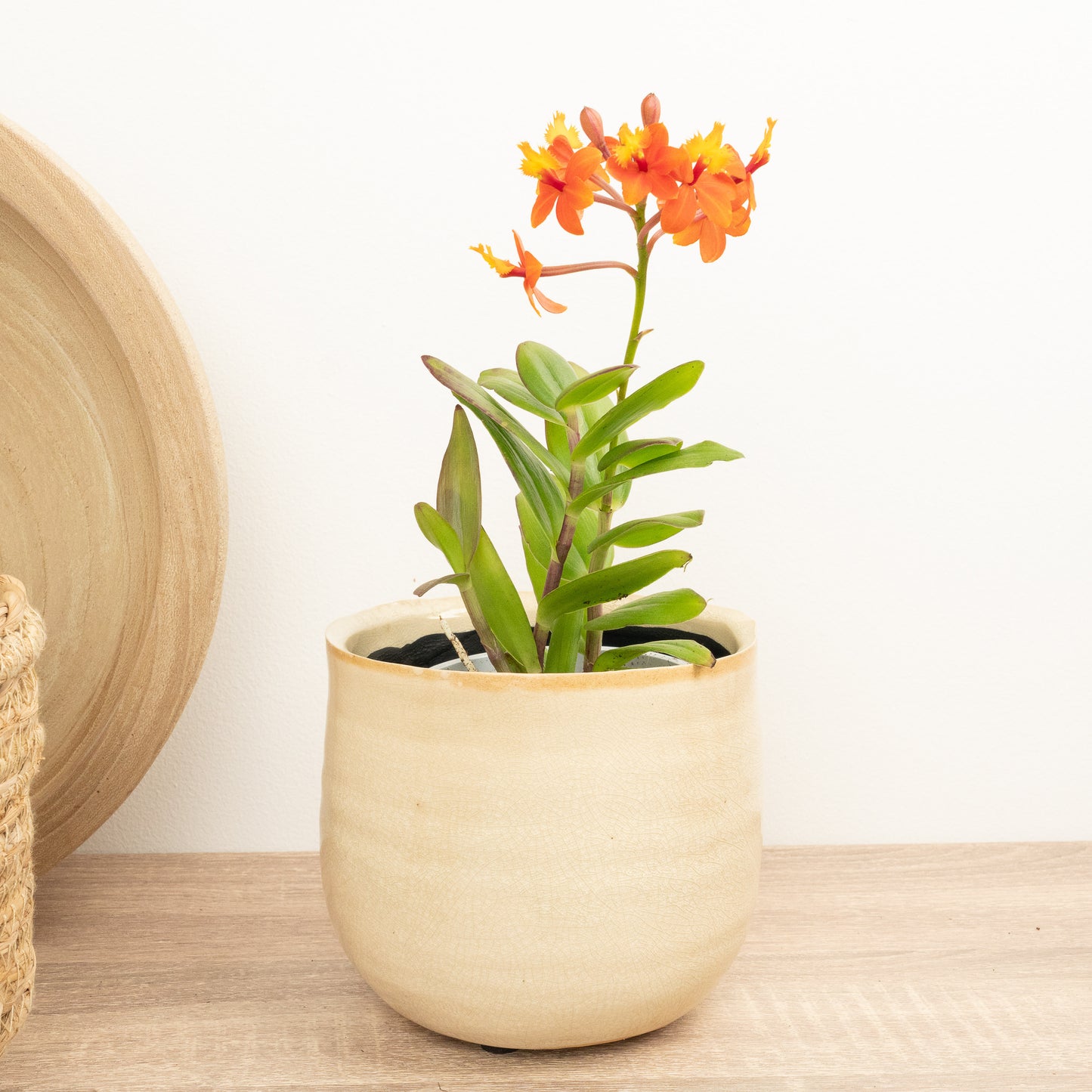 Epidendrum Ibaguense Bronze