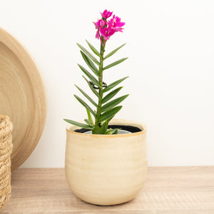 Epidendrum Ibaguense Purple - Indoor Plant