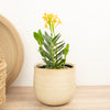 Epidendrum Ibaguense Mandarin