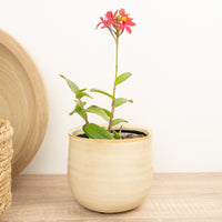Epidendrum Ibaguense Raspberry