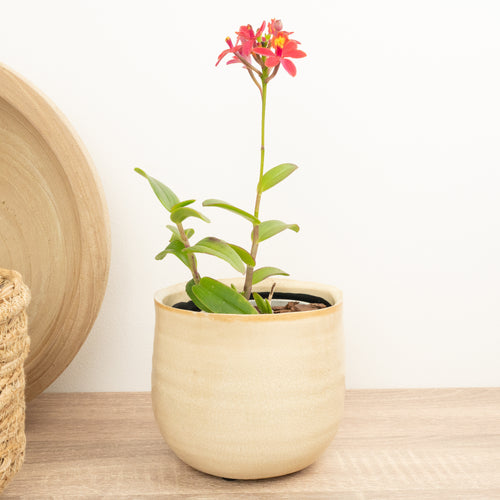 Epidendrum Ibaguense Raspberry