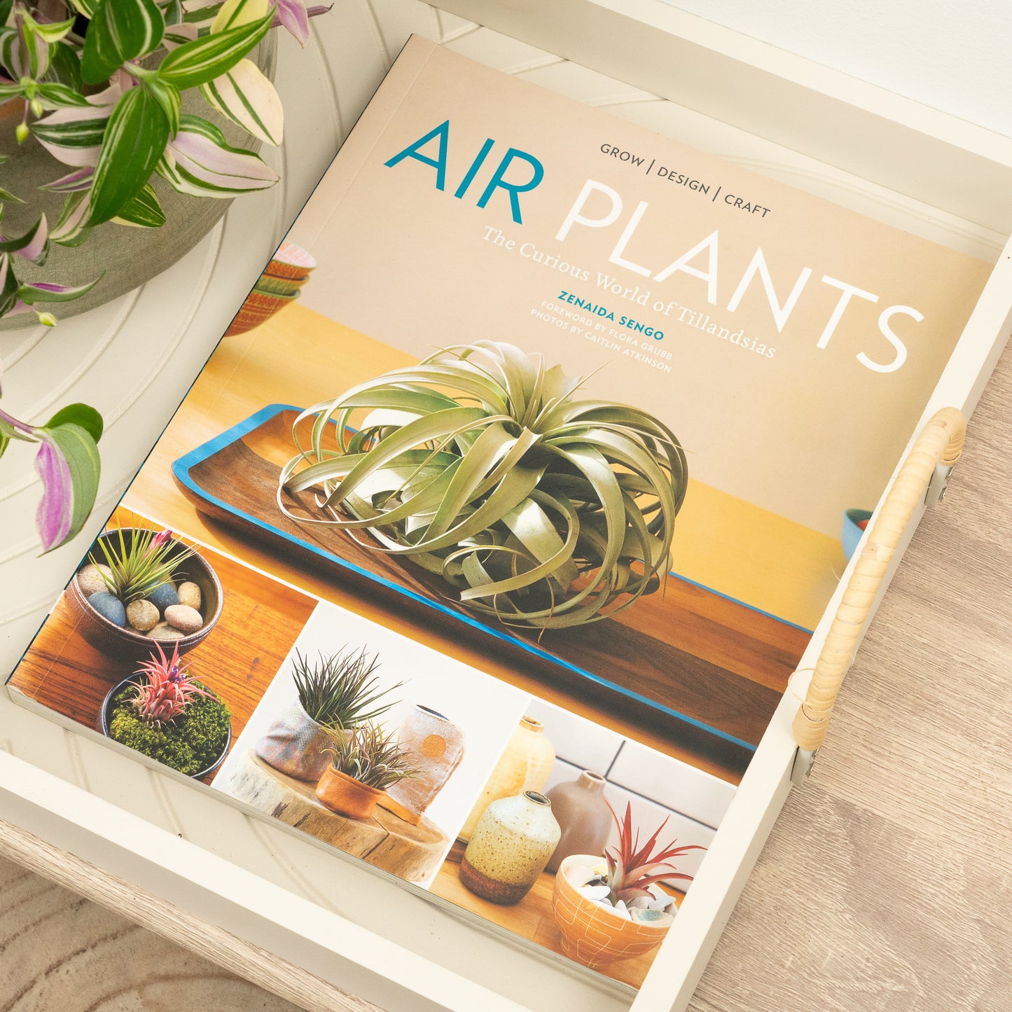 Air Plants: The Curious World of Tillandsias by Zenaida Sengo