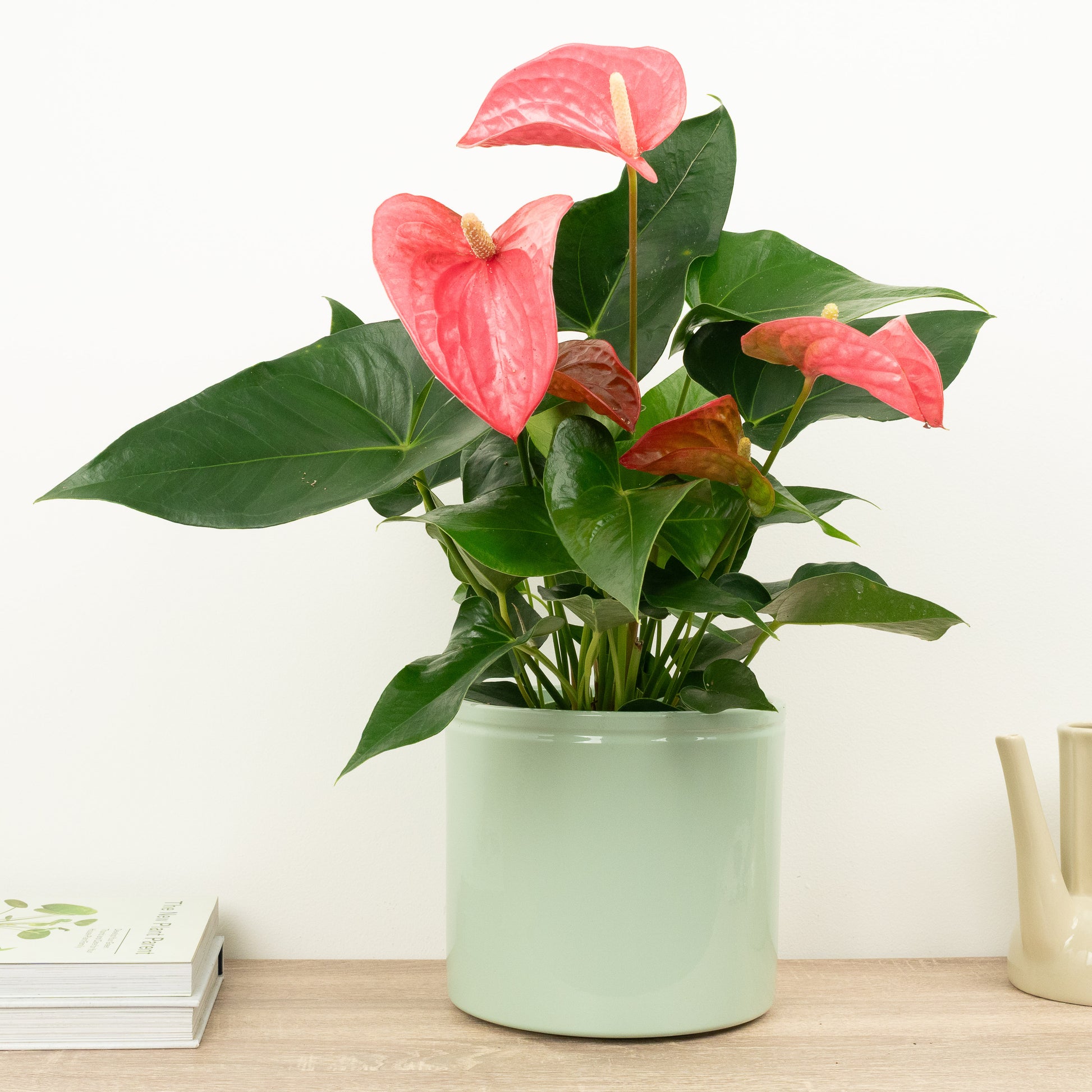 Flamingo Flower | Pink