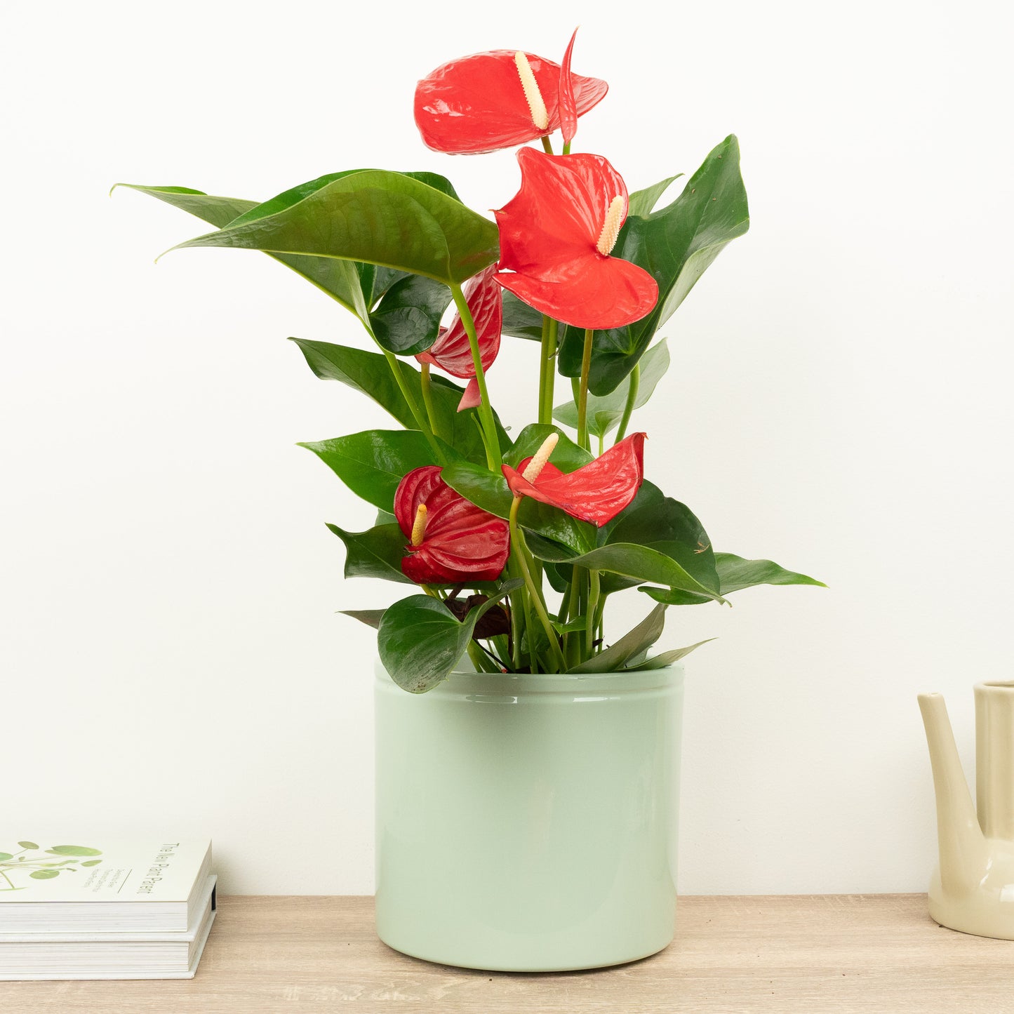 Flamingo Flower | Red